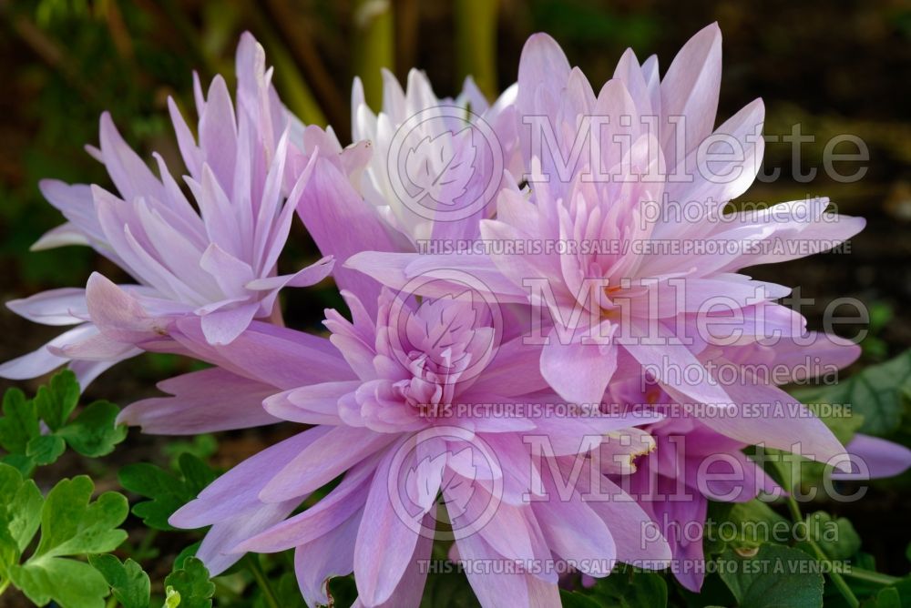 Colchicum Waterlily (False Autumn Crocus) 4