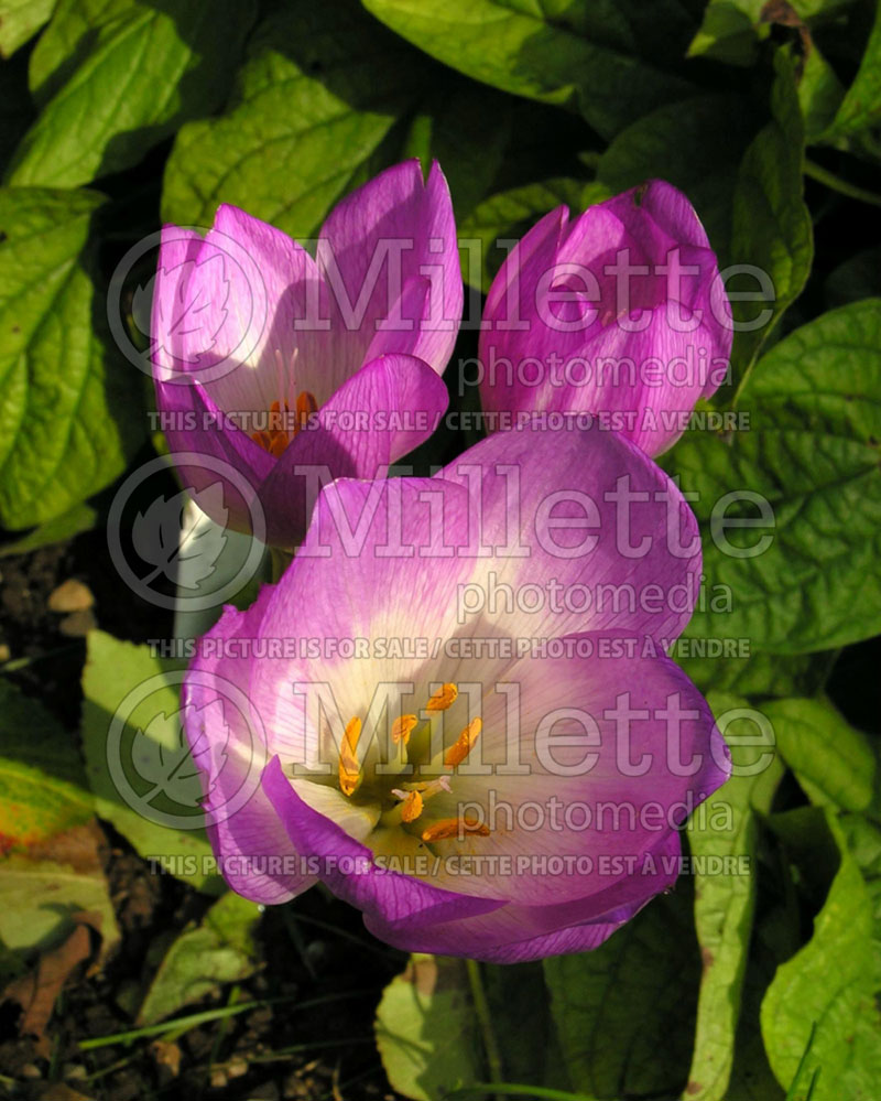 Colchicum bornmeulleri (False Autumn Crocus) 1 