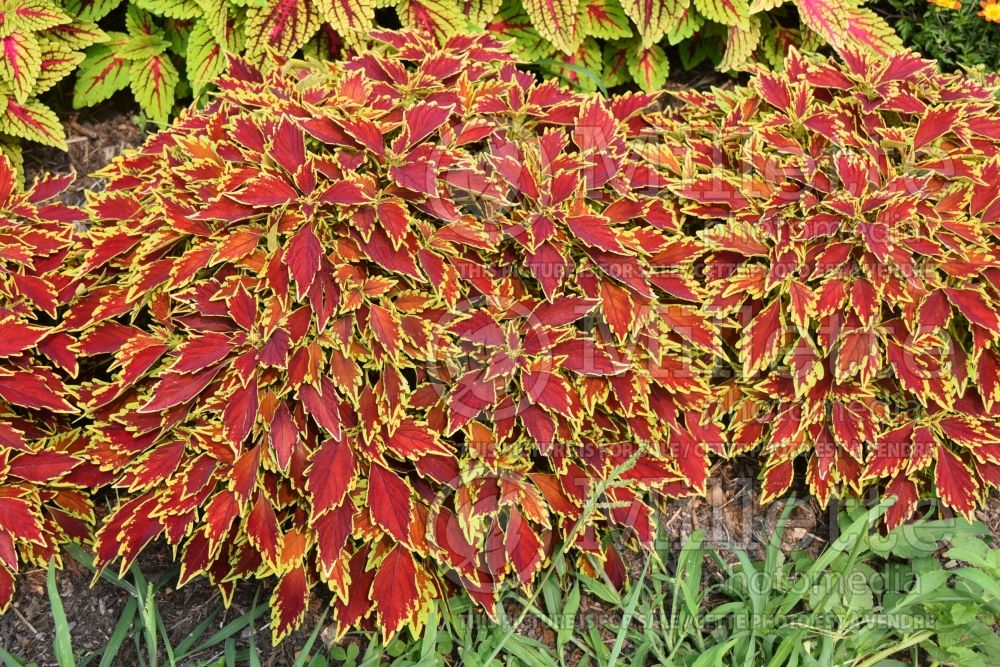 Coleus aka Plectranthus aka Solenostemon FlameThrower Cajen Spice (Coleus, Painted Nettle) 1 