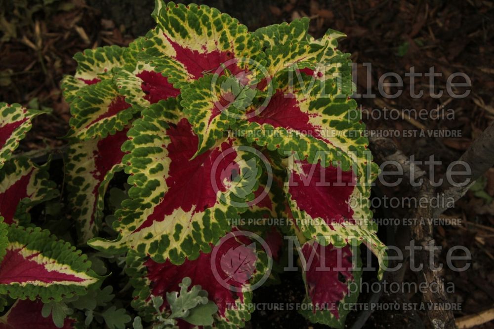 Coleus aka Plectranthus aka Solenostemon Wizard Rose (Coleus, Painted Nettle) 1