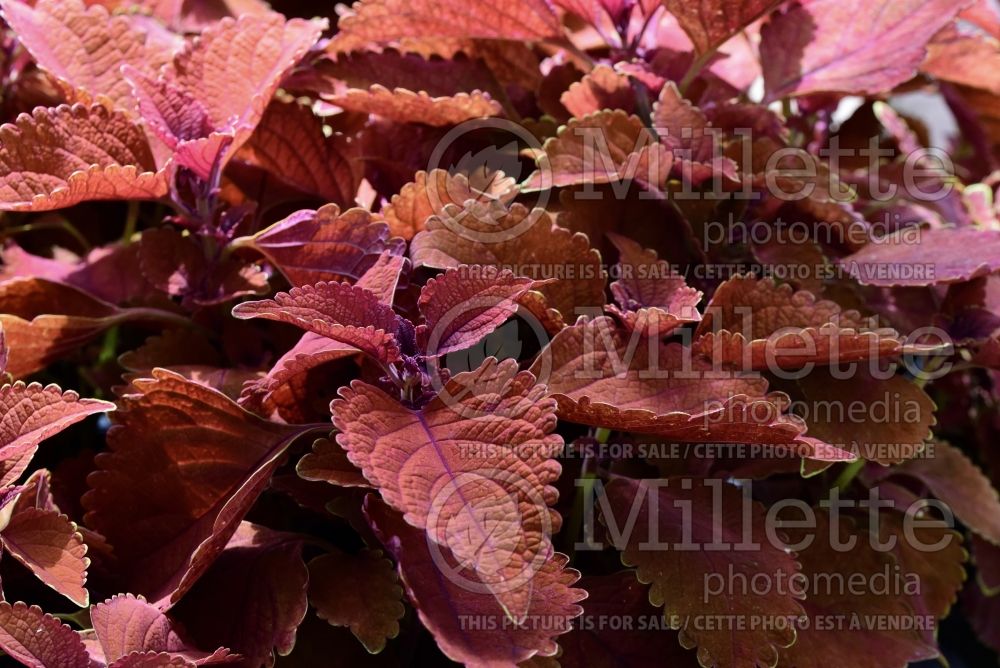 Coleus aka Plectranthus aka Solenostemon Main Street Wall Street (Coleus, Painted Nettle) 3 