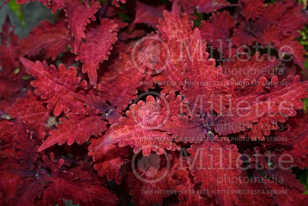 Coleus aka Plectranthus aka Solenostemon FANCY FEATHERS Copper (Coleus, Painted Nettle) 1