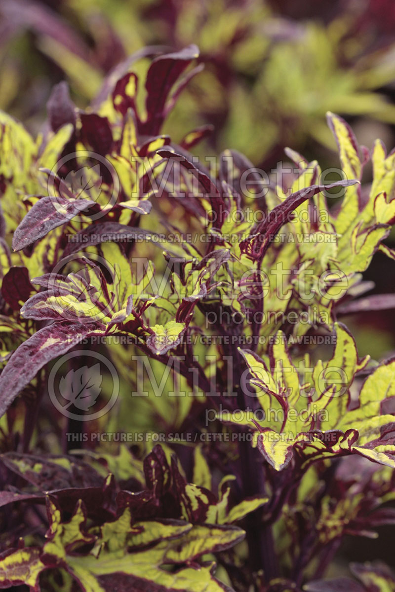 Coleus aka Plectranthus aka Solenostemon Stained Glassworks Witch Doctor (Coleus, Painted Nettle) 