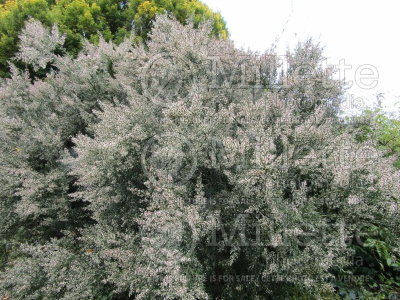 Colletia armata (Colletia) 1