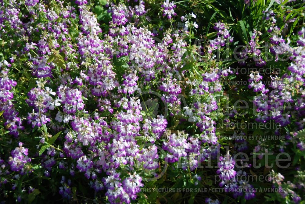 Collinsia heterophylla (Chinese houses or innocence) 2