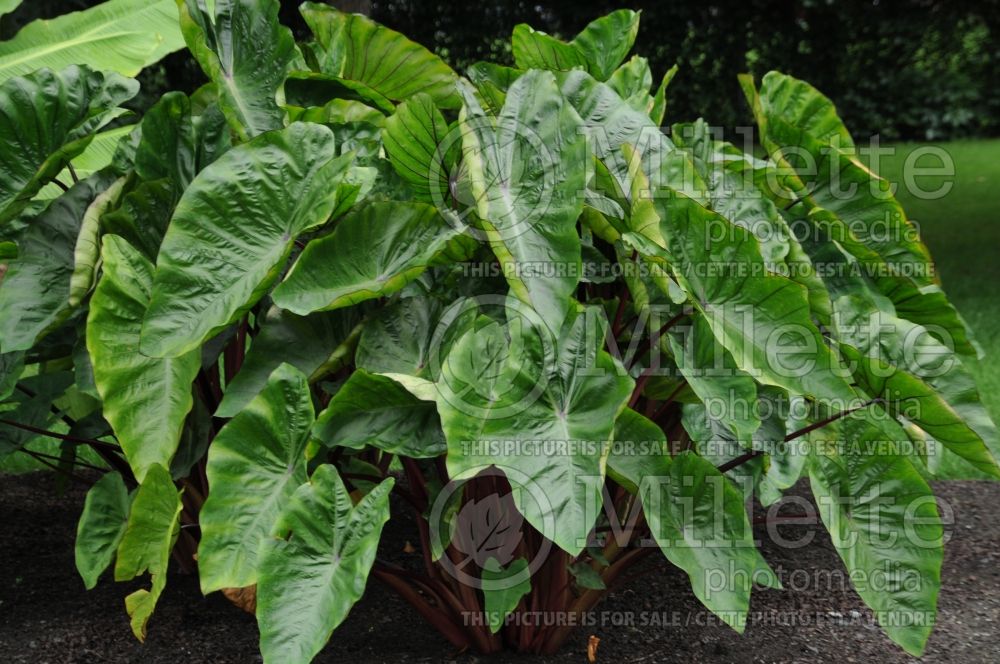 Colocasia Royal Hawaiian Hawaiian Punch (Elephant Ear, Taro) 1