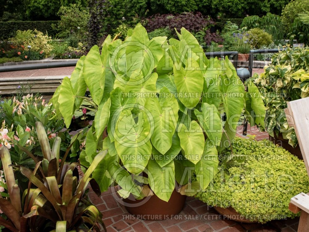 Colocasia Royal Hawaiian Maui Gold (Elephant Ear, Taro) 4