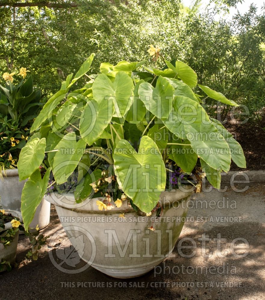 Colocasia Royal Hawaiian Maui Gold (Elephant Ear, Taro) 5