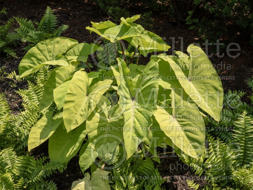 Colocasia Royal Hawaiian Maui Gold (Elephant Ear, Taro) 6