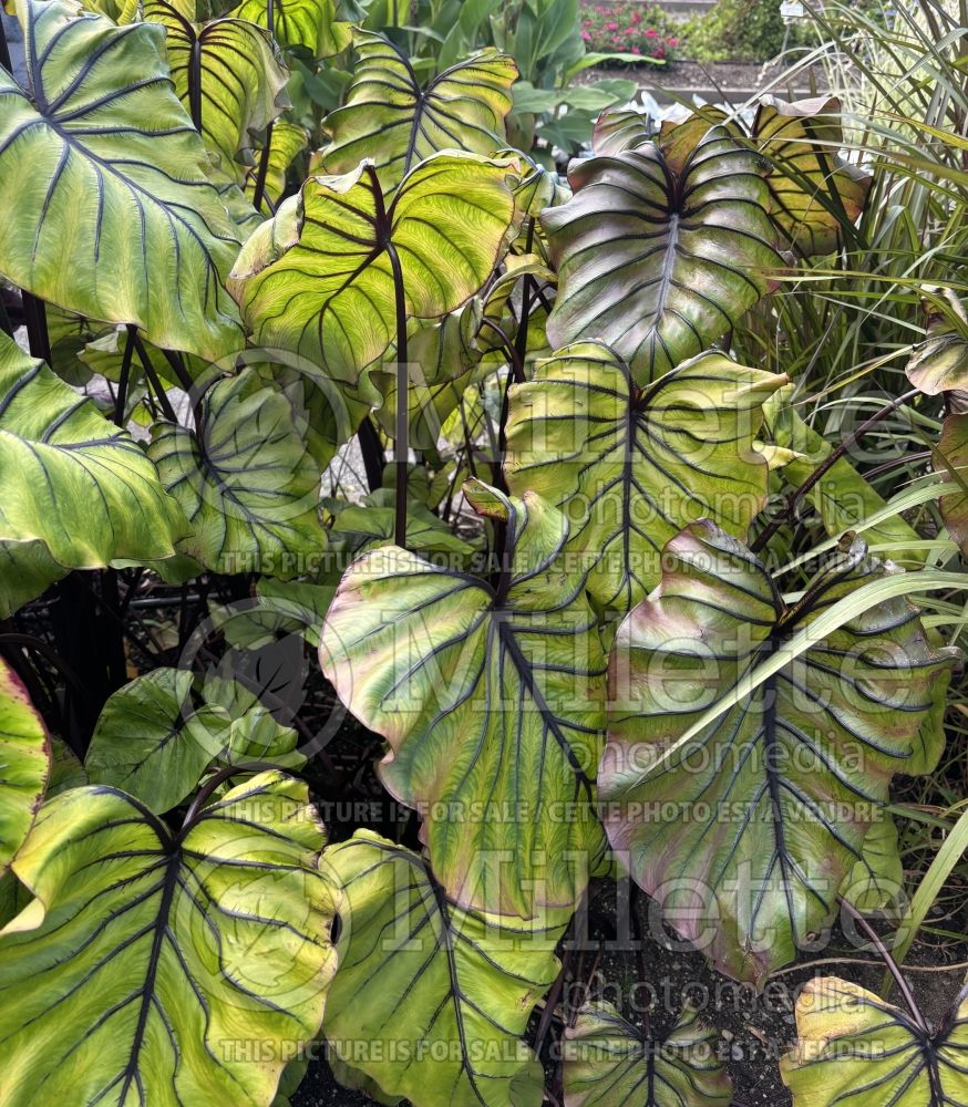 Colocasia Pharaoh’s Mask (Giant Elephant Ear) 5