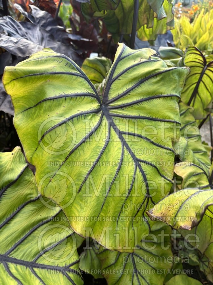 Colocasia Pharaoh’s Mask (Giant Elephant Ear) 4