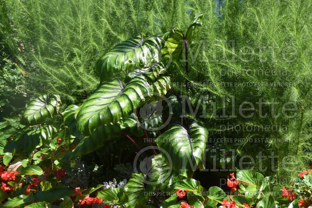 Colocasia Pharaoh’s Mask (Giant Elephant Ear) 2
