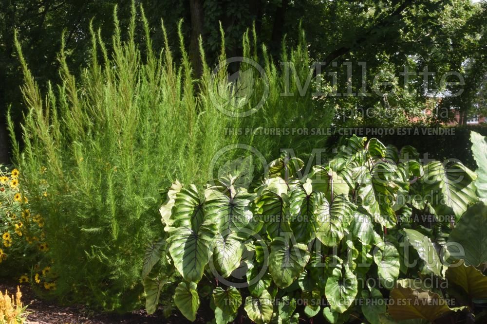 Colocasia Pharaoh’s Mask (Giant Elephant Ear) 3