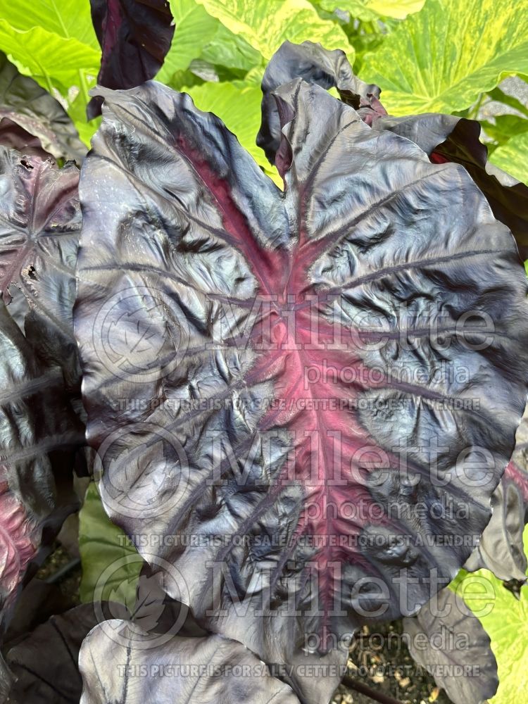 Colocasia Redemption (Elephant Ear, Taro) 1