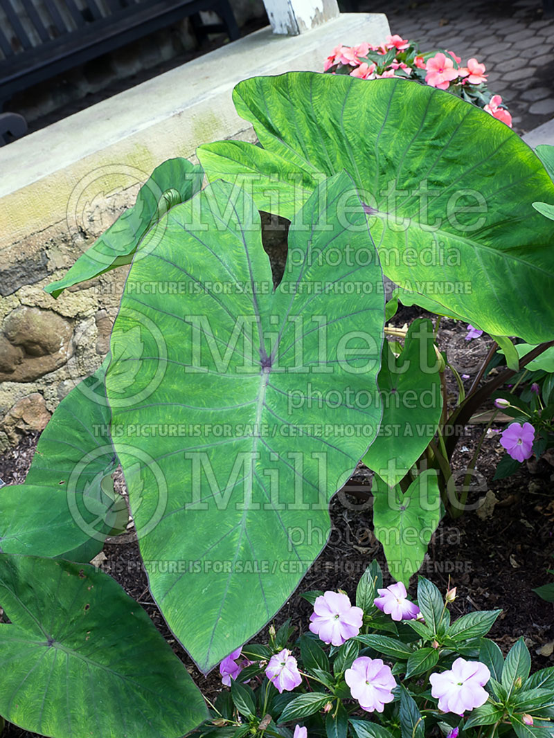 Colocasia Blue Hawaii (Elephant Ear, Taro) 2