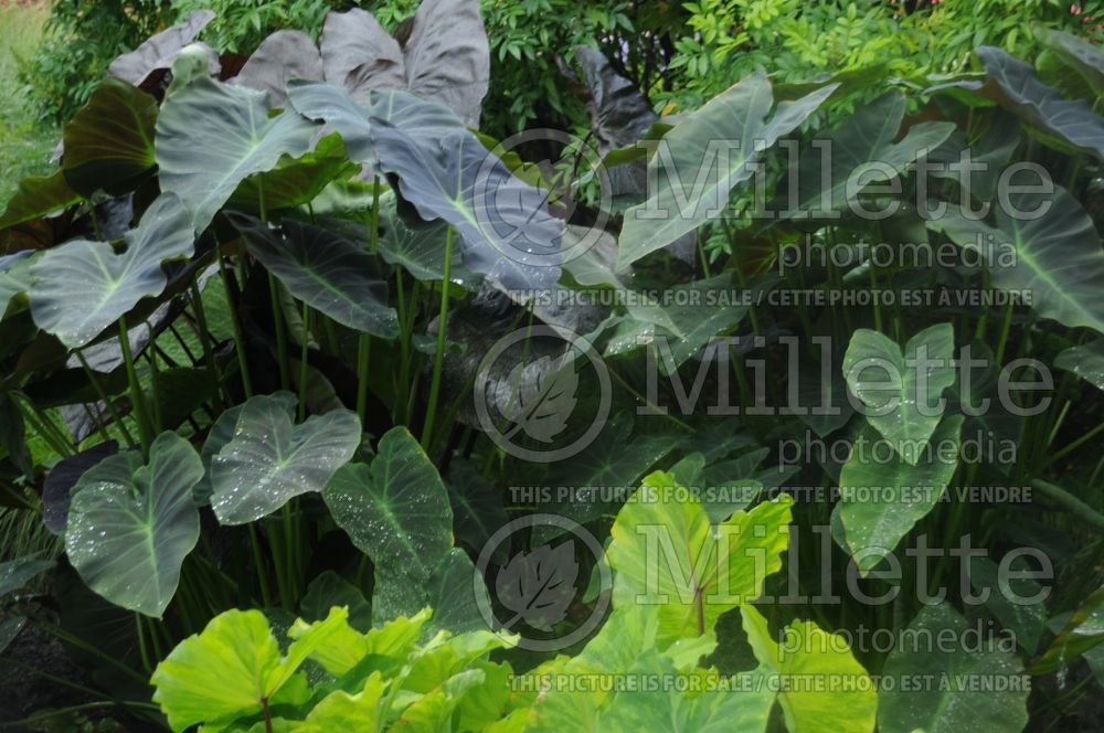 Colocasia Coal Miner (Elephant Ear, Taro) 1