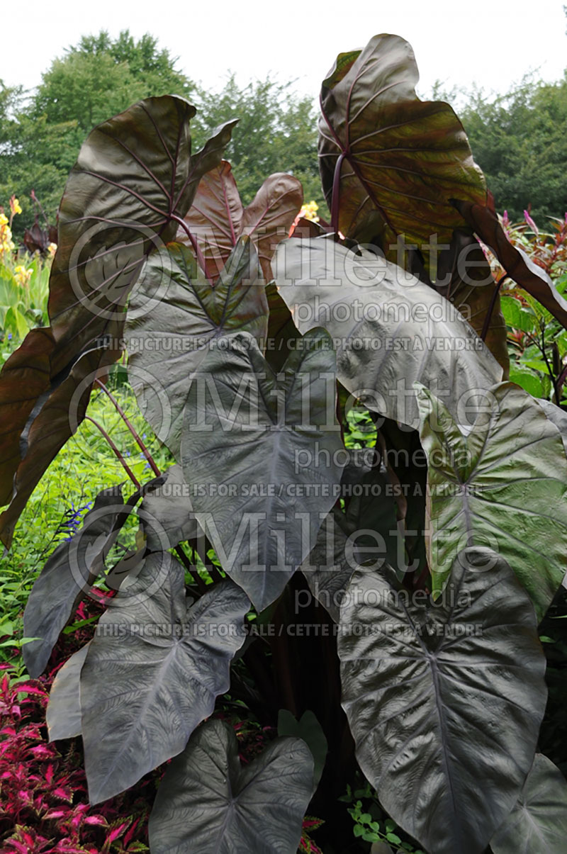 Colocasia Diamond Head (Elephant Ear, Taro) 2