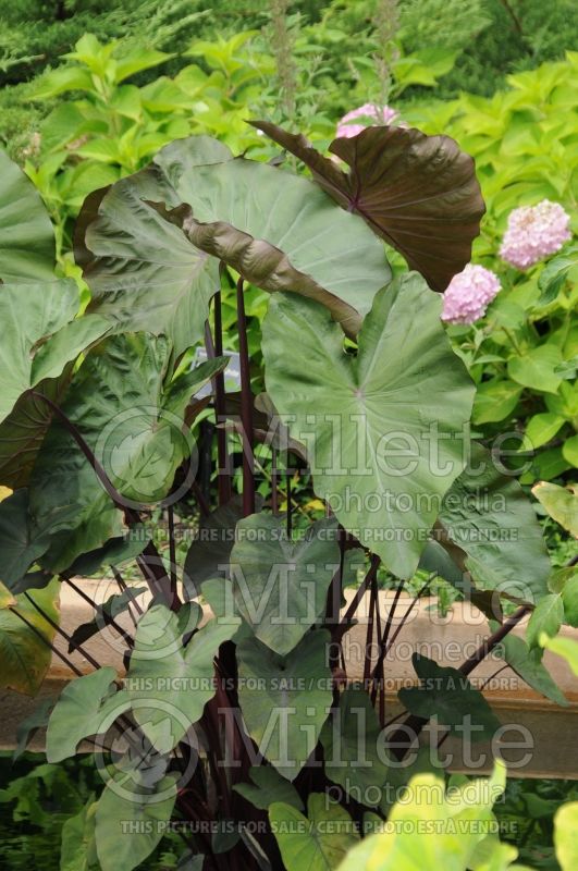 Colocasia Maui Magic (Elephant Ear, Taro) 1