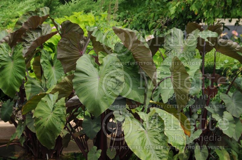 Colocasia Maui Magic (Elephant Ear, Taro) 2