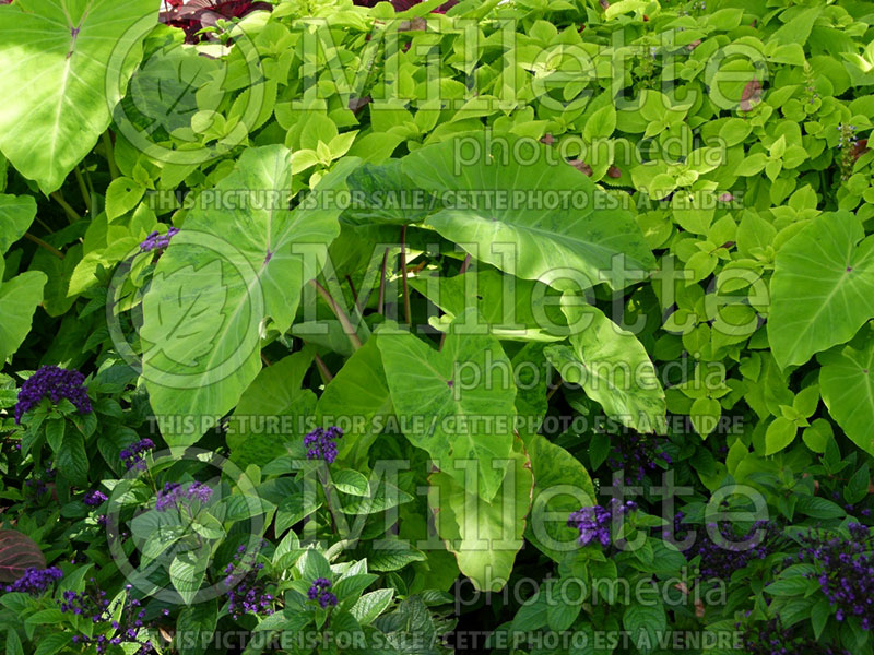 Colocasia Midori Sour (Elephant Ear, Taro) 1