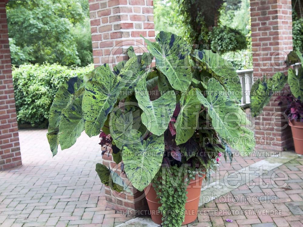 Colocasia Mojito (Elephant Ear, Taro) 3