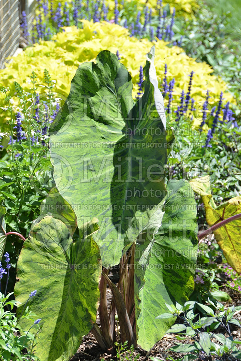 Colocasia Mojito (Elephant Ear, Taro) 1