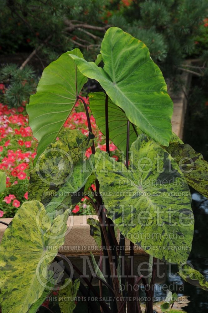 Colocasia Mojito (Elephant Ear, Taro) 2