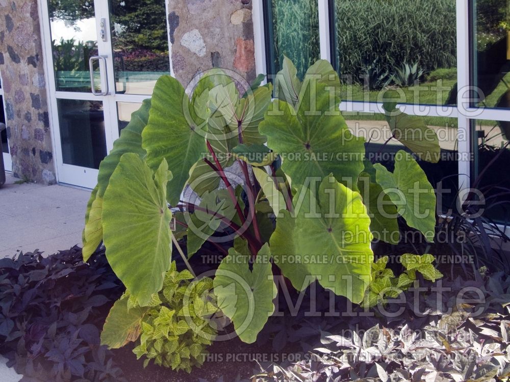 Colocasia Red Stem (Elephant Ear, Taro) 2