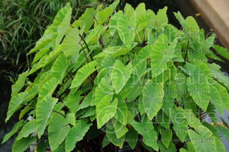 Colocasia Red Stem (Elephant Ear, Taro) 1