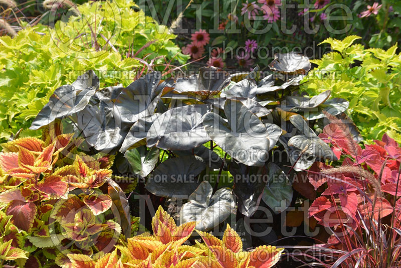 Colocasia Royal Hawaiian Black Coral (Elephant Ear, Taro) 2