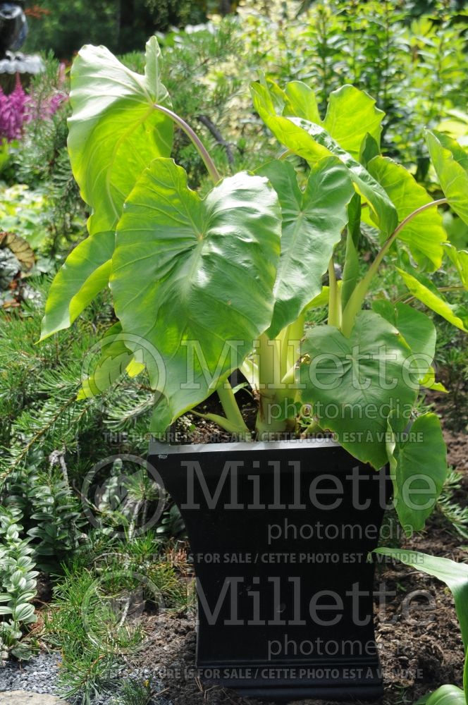 Colocasia Royal Hawaiian Maui Gold (Colocasia Elephant ears) 2