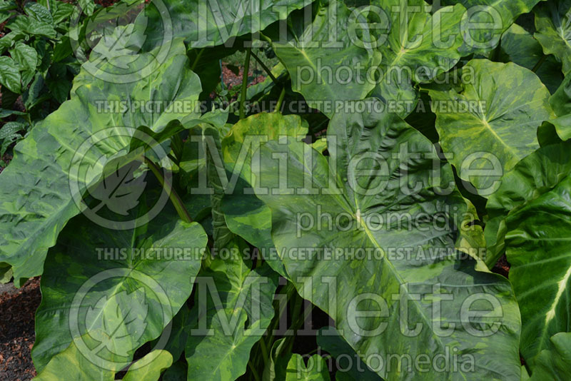 Colocasia esculenta Royal Hawaiian Morning Dew (Colocasia Elephant ears) 1