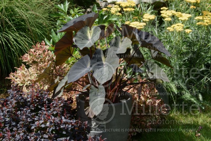 Colocasia Royal Hawaiian Tropical Storm (Elephant Ear, Taro) 2