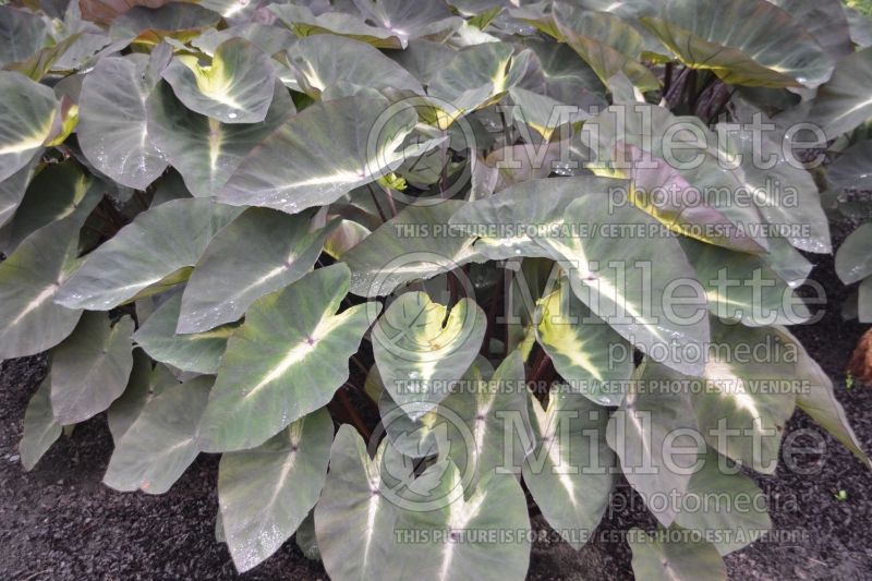 Colocasia Royal Hawaiian Tropical Storm (Elephant Ear, Taro) 4