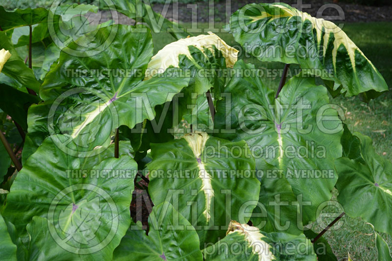 Colocasia Royal Hawaiian White Lava (Elephant Ear, Taro) 4