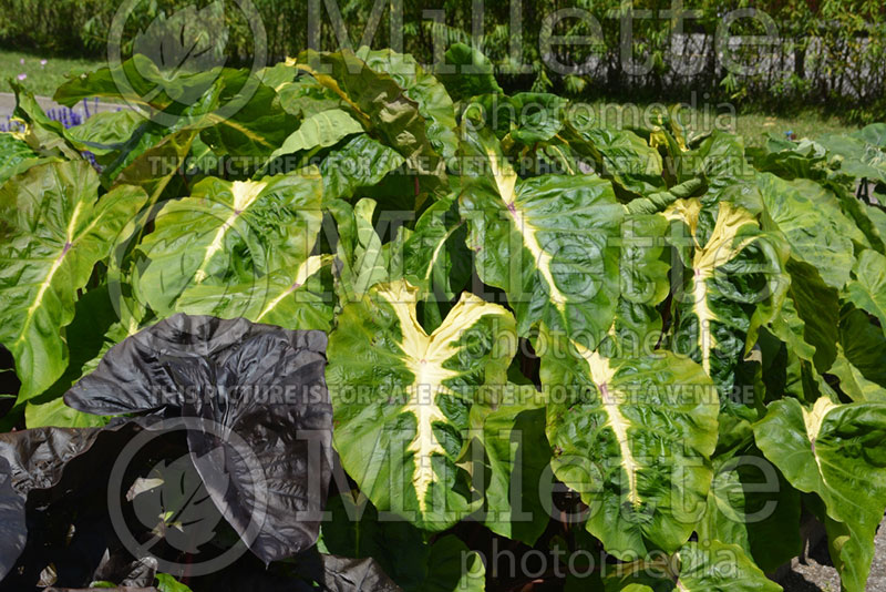 Colocasia Royal Hawaiian White Lava (Elephant Ear, Taro) 5