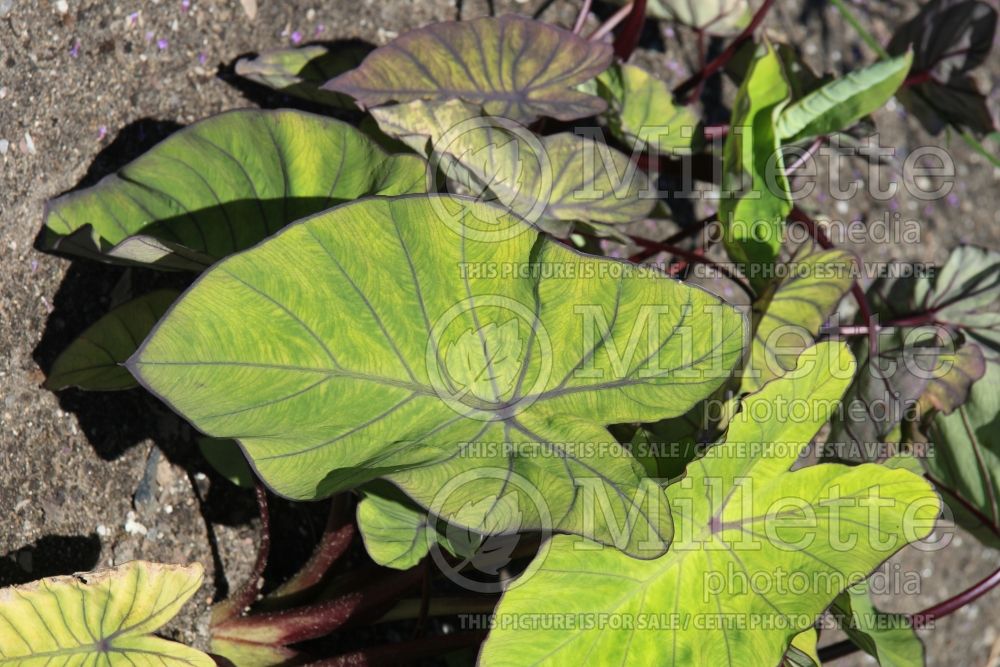 Colocasia Blue Hawaii (Elephant Ear, Taro) 1