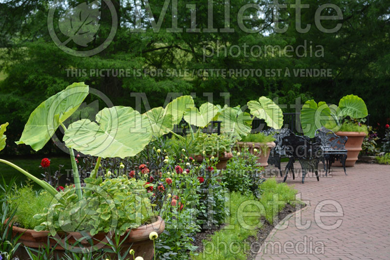 Colocasia Thailand Giant (Giant Elephant Ear) 1