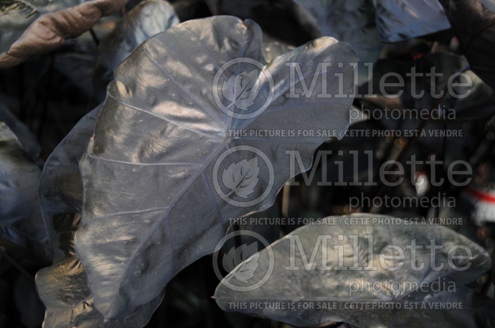 Colocasia Painted Black Gecko (Elephant Ear, Taro) 2