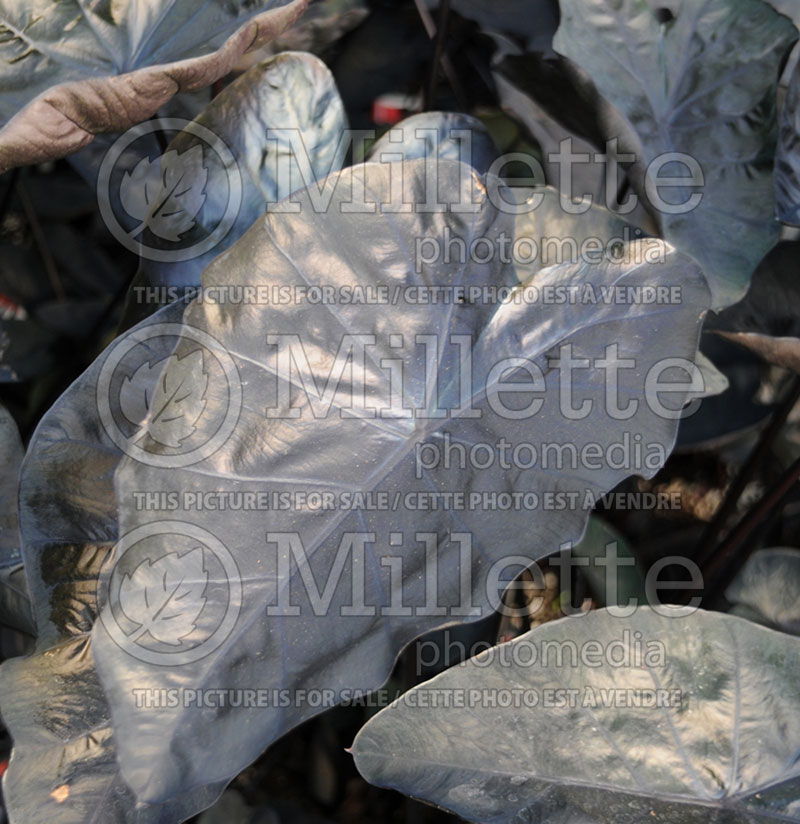 Colocasia Painted Black Gecko (Elephant Ear, Taro) 3