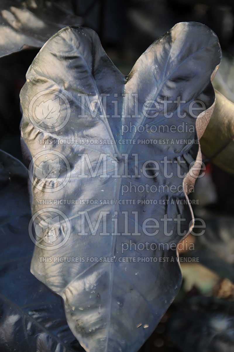 Colocasia Painted Black Gecko (Elephant Ear, Taro) 1