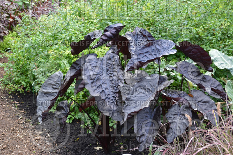 Colocasia Puckered Up (Elephant Ear, Taro) 1