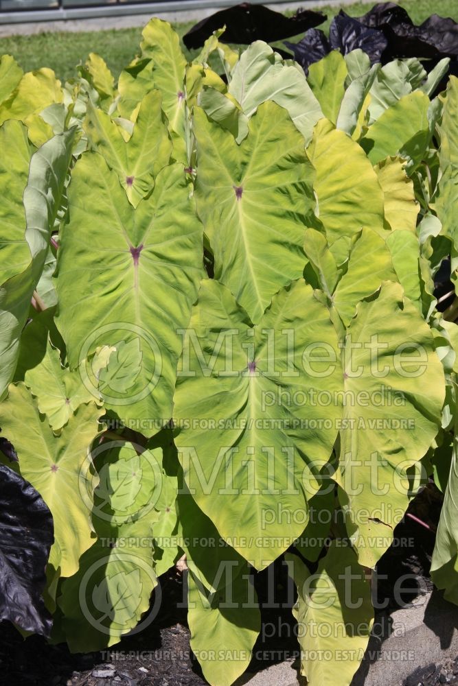 Colocasia Red-Eyed Gecko or BWRed (Elephant Ear, Taro) 1