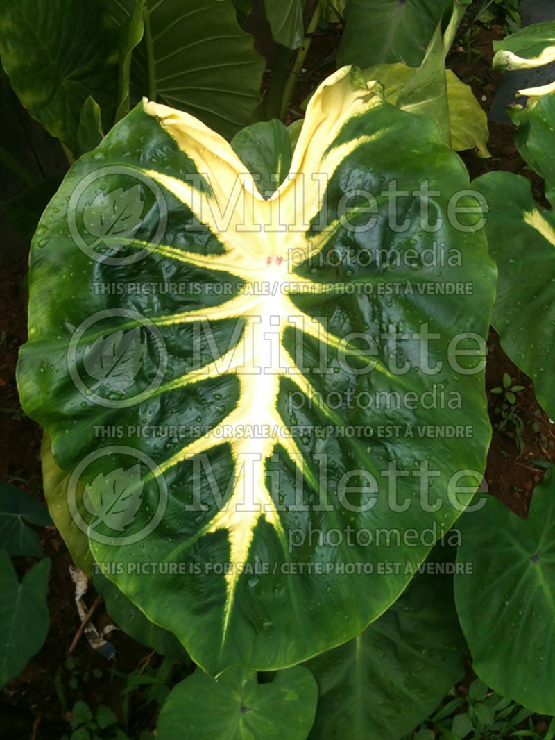 Colocasia Royal Hawaiian White Lava  (Elephant Ear, Taro) 1