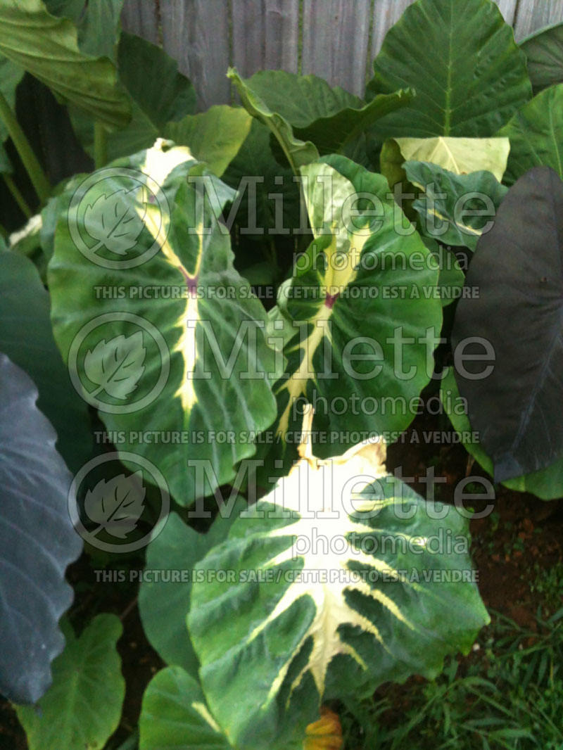 Colocasia Royal Hawaiian White Lava  (Elephant Ear, Taro) 2