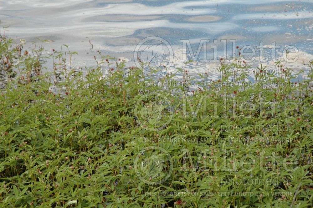 Comarum palustre or Potentilla palustris (Marshlocks)  3