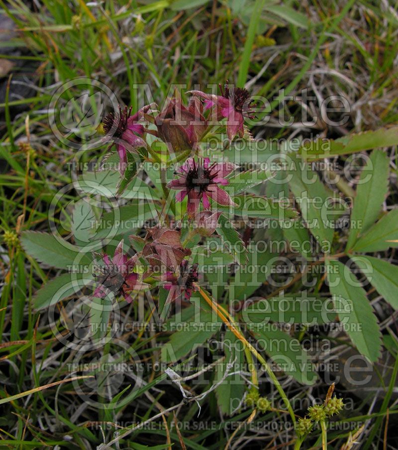 Comarum palustre or Potentilla palustris (Marshlocks)  1