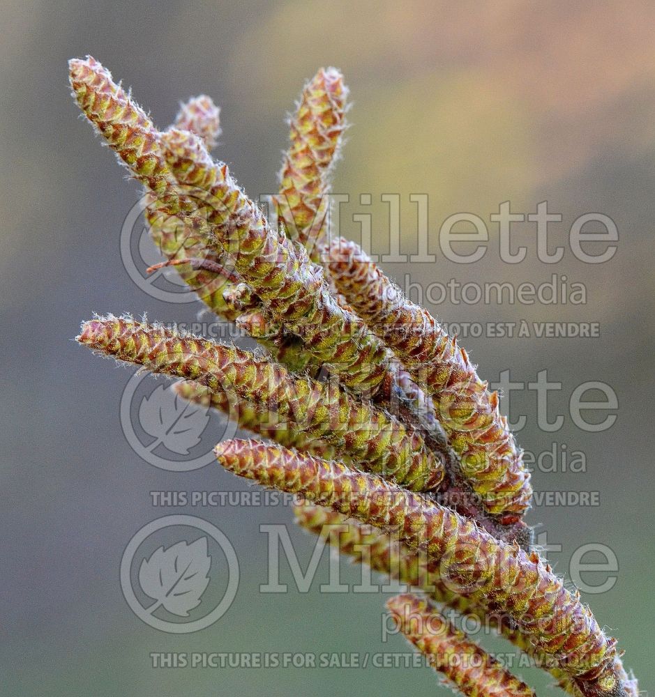 Comptonia peregrina (Sweet fern) 4 