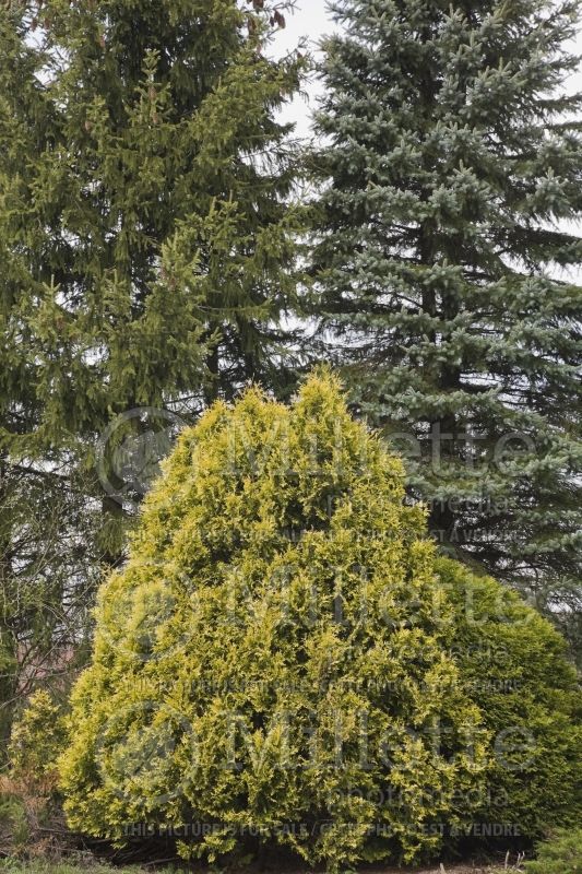 Conical Thuja - Cedar and tall evergreen trees in spring 1