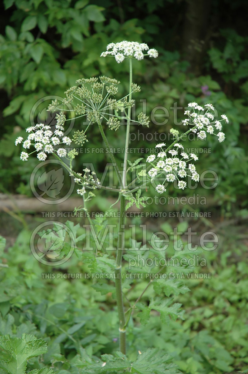 Conium maculatum (Poison hemlock) 1